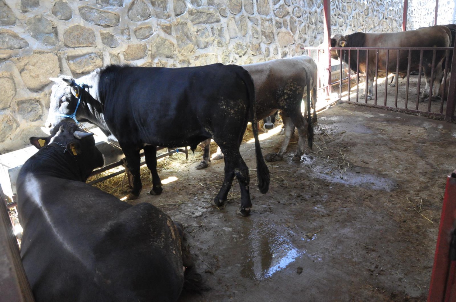 Kurban Bayramı öncesi hazırlıklar tamamlandı 8