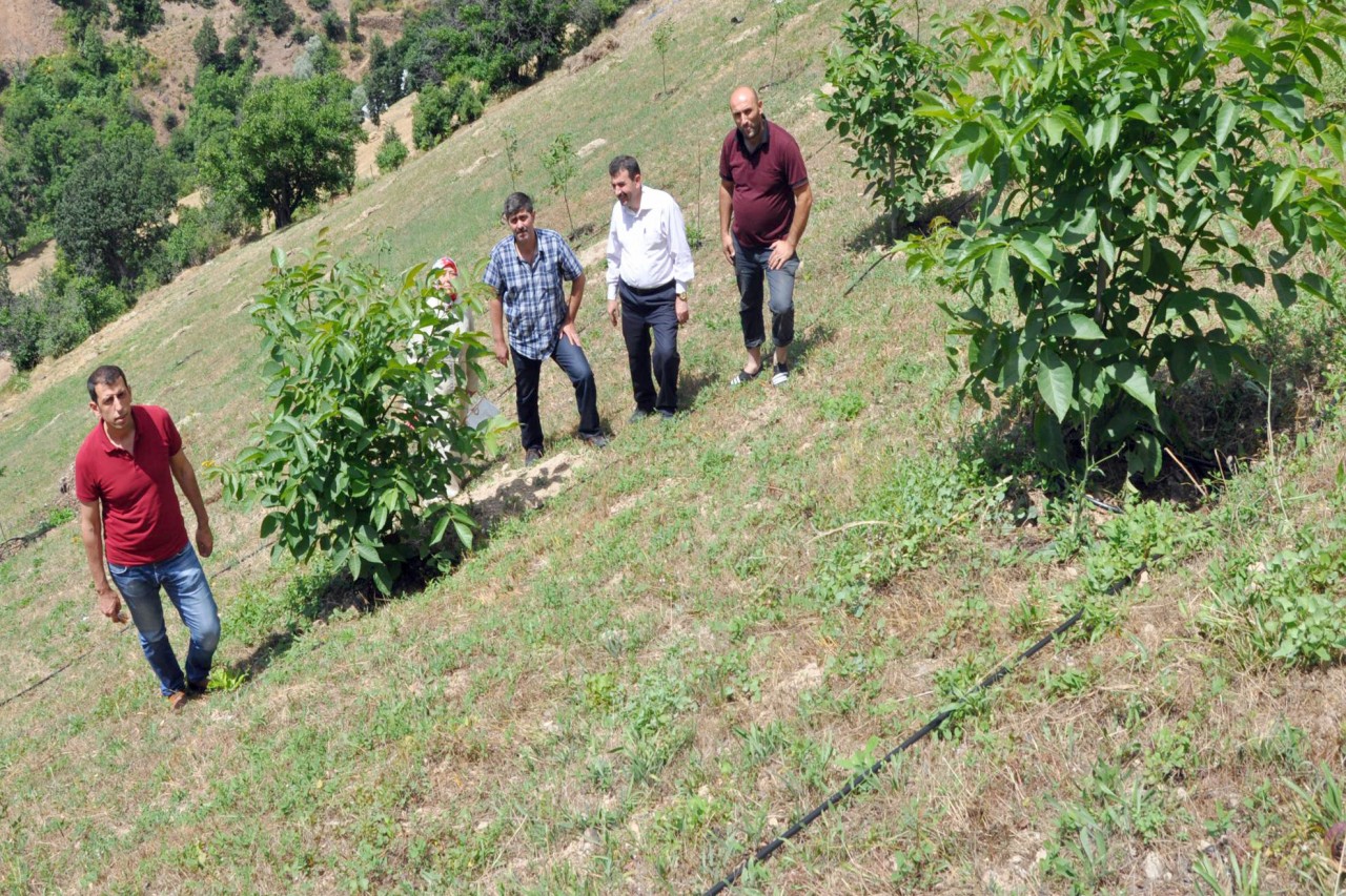 Gümüşhane’de ceviz fidanları toprakla buluştu 2