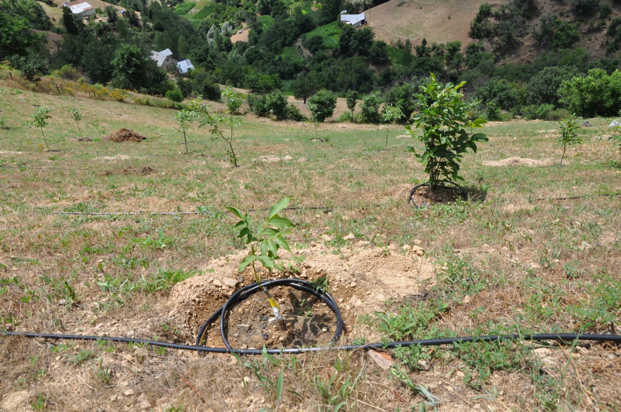 Gümüşhane’de ceviz fidanları toprakla buluştu 3