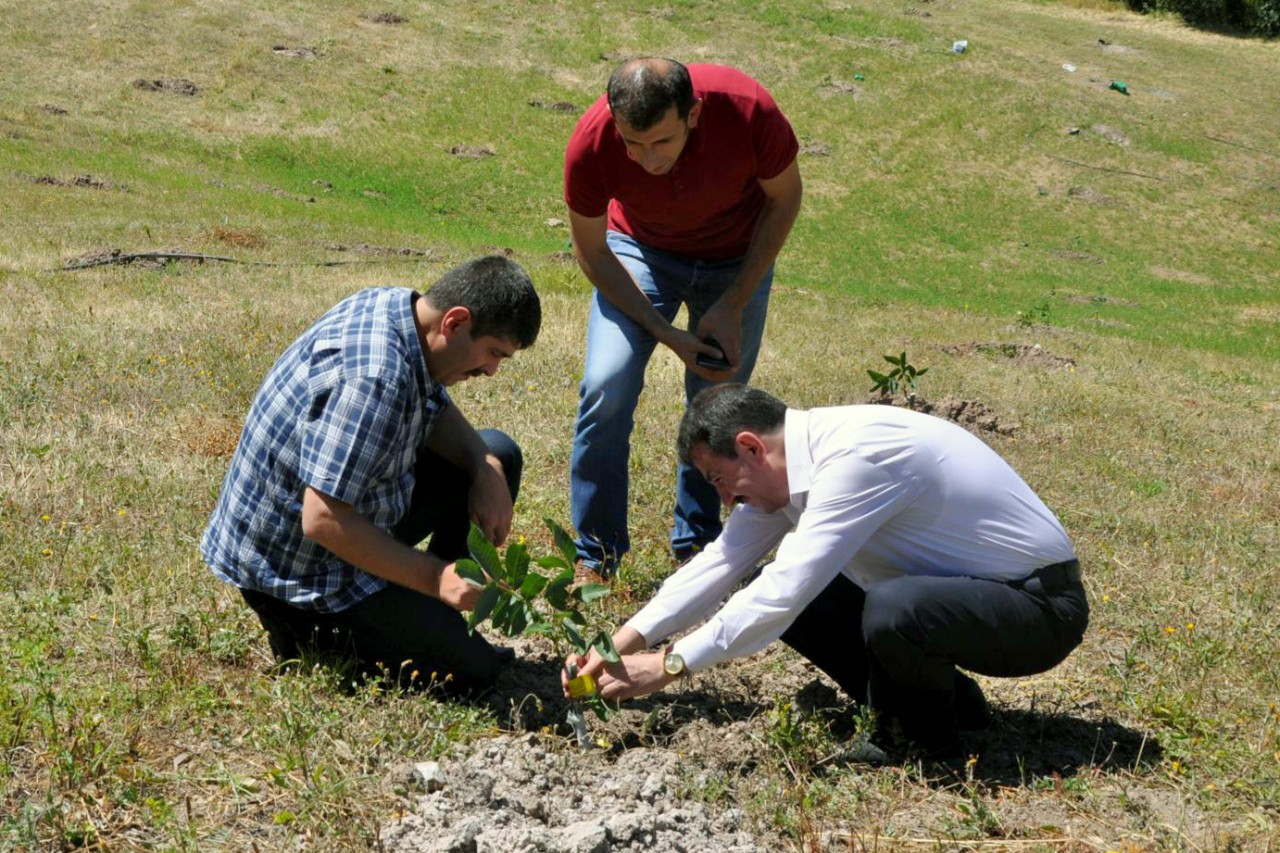 Gümüşhane’de ceviz fidanları toprakla buluştu 4