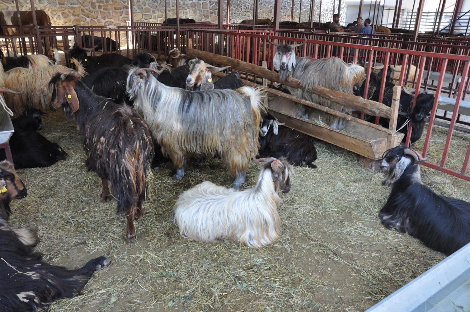 Kurban Bayramı öncesi hazırlıklar tamamlandı 16