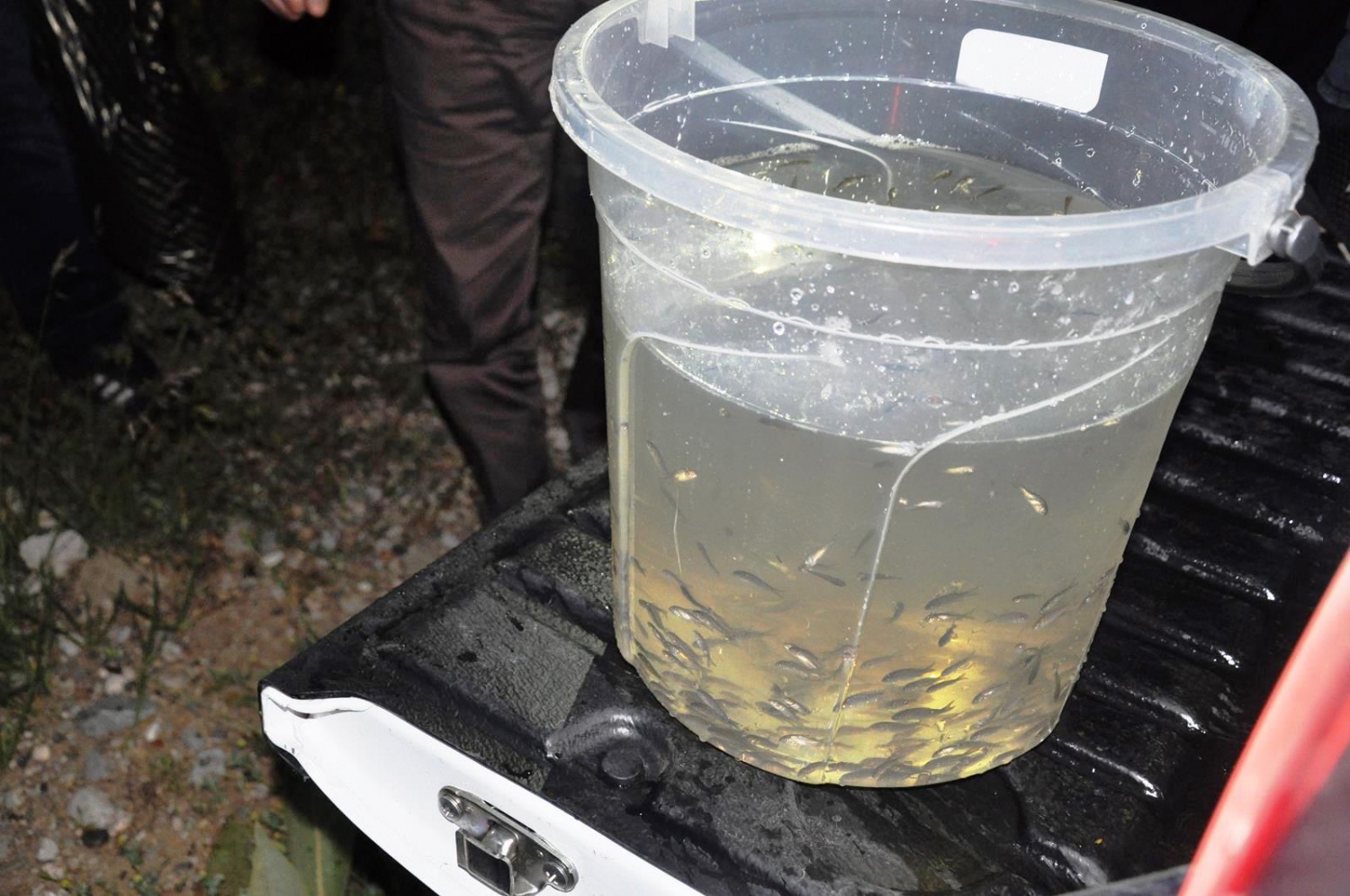 Gümüşhane'de göletlere 50 bin sazan yavrusu bırakıldı 4