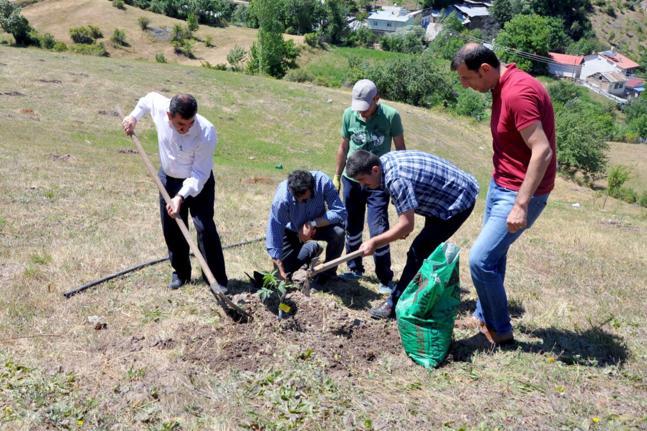 Gümüşhane’de ceviz fidanları toprakla buluştu 6