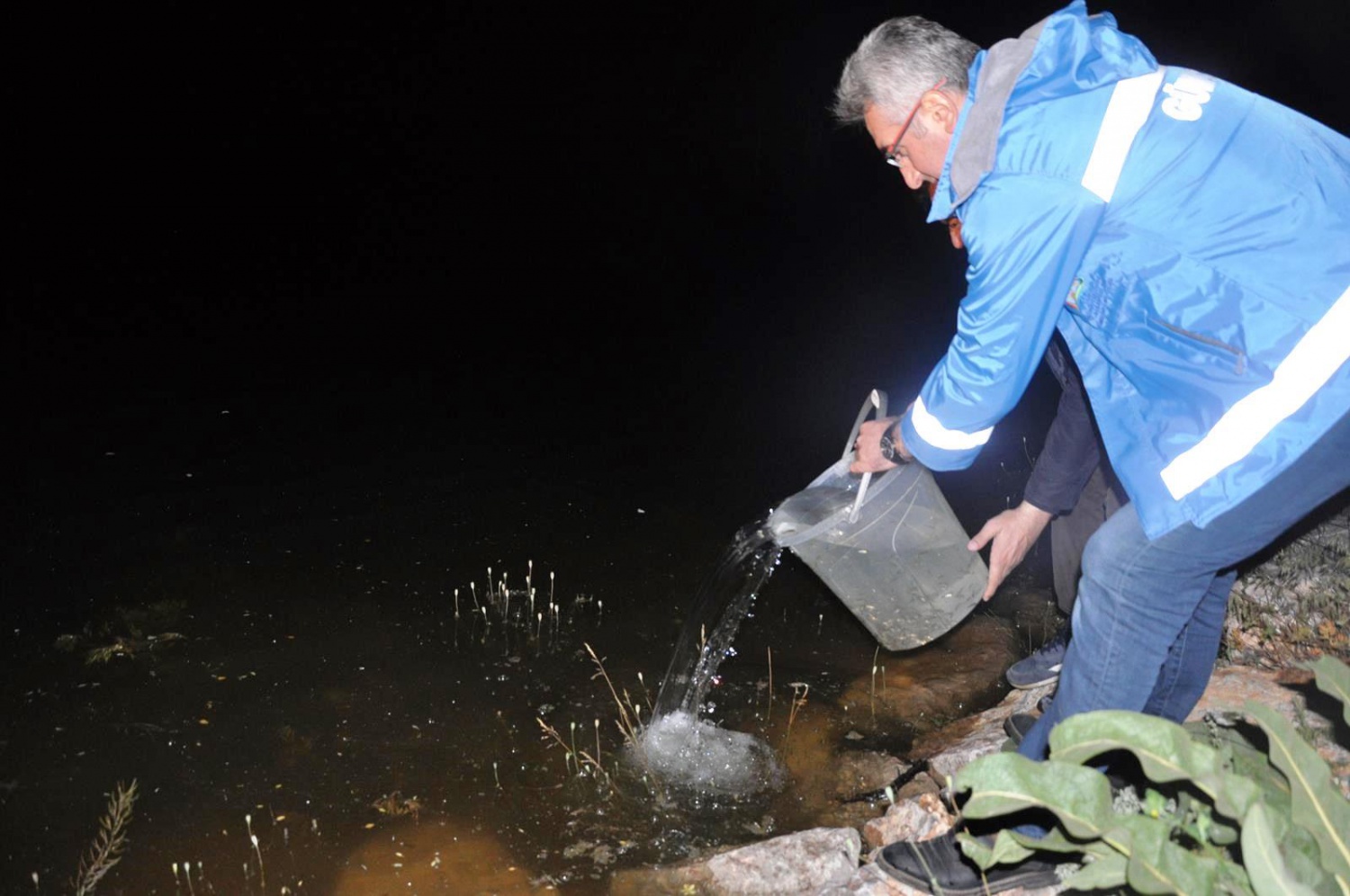 Gümüşhane'de göletlere 50 bin sazan yavrusu bırakıldı 5