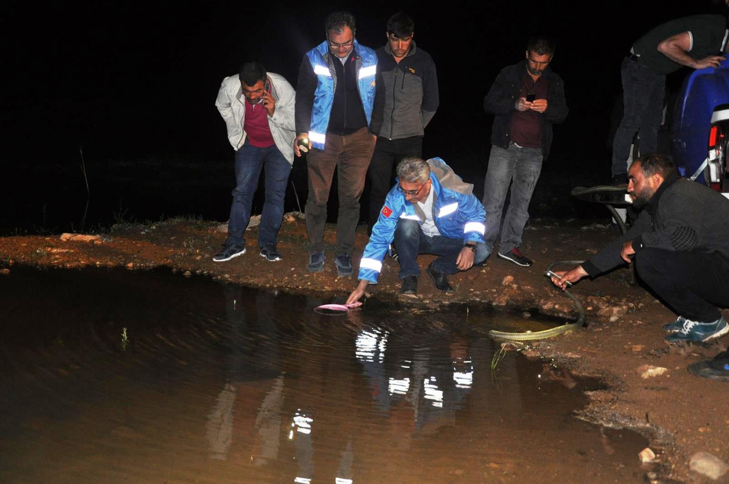 Gümüşhane'de göletlere 50 bin sazan yavrusu bırakıldı 11