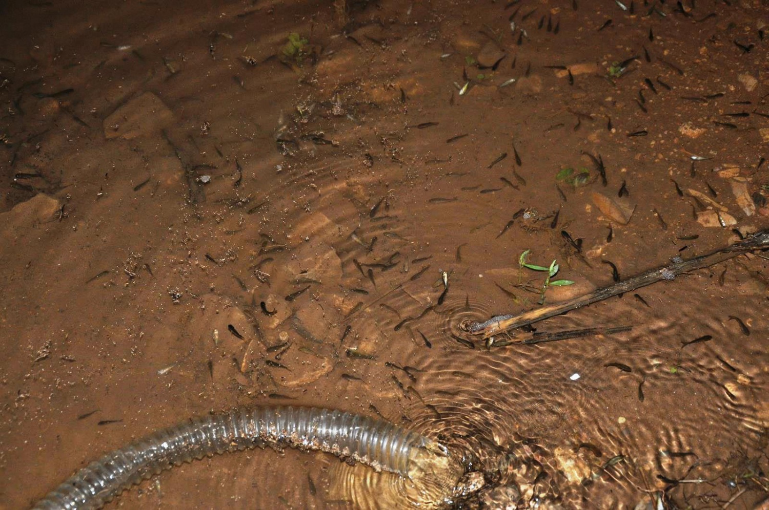 Gümüşhane'de göletlere 50 bin sazan yavrusu bırakıldı 16