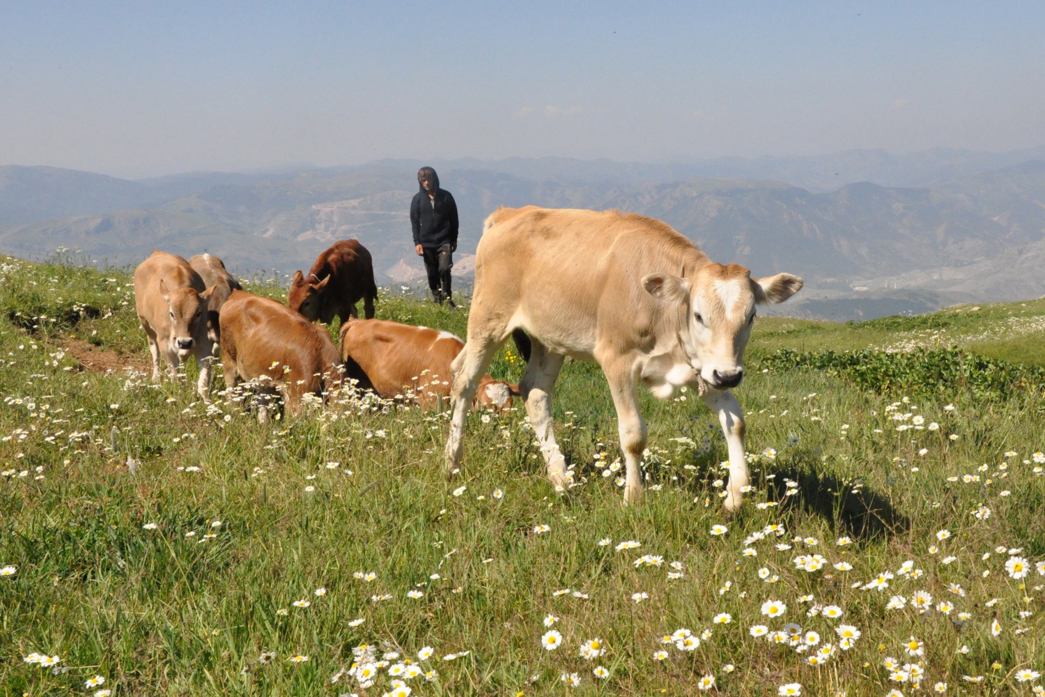 Gümüşhane’de büyükbaş hayvan sayısı son 20 yılın zirvesinde 5