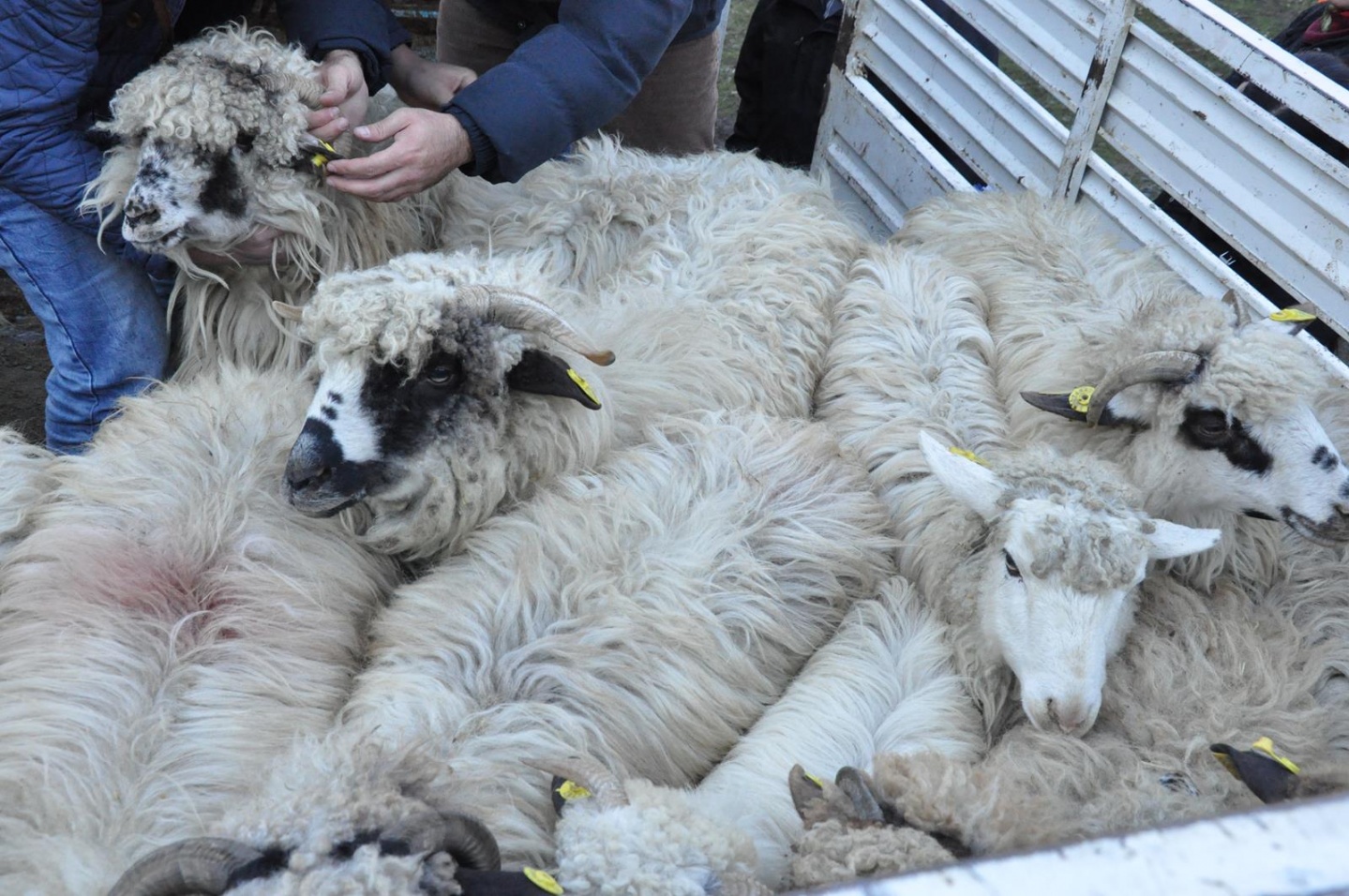 Gümüşhane’de Genç Çiftçilere küçükbaş hayvanları dağıtıldı 17