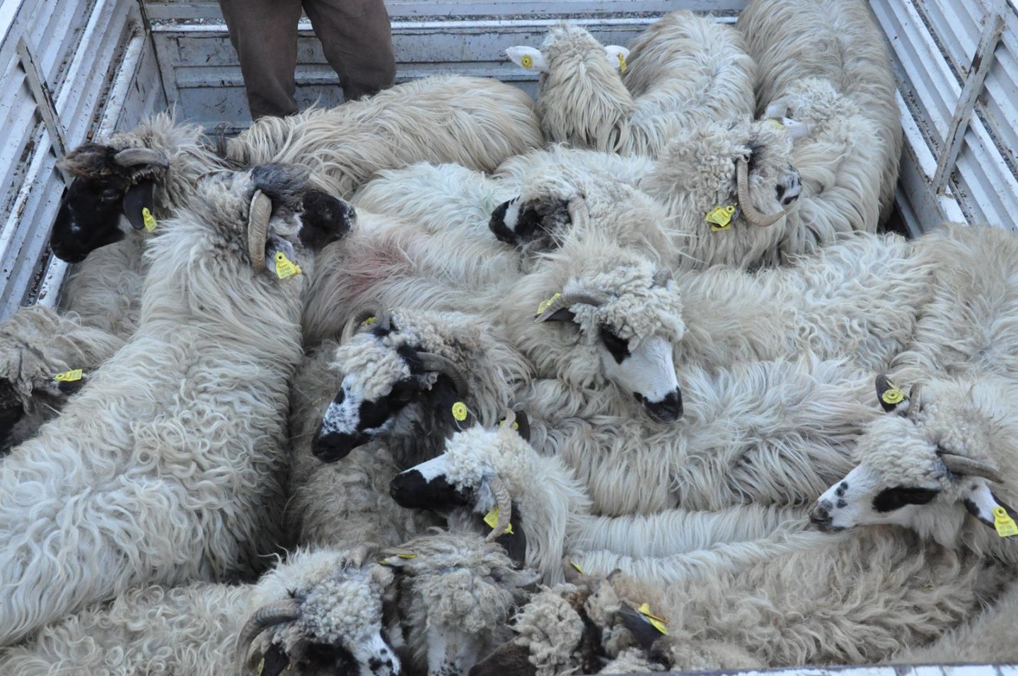 Gümüşhane’de Genç Çiftçilere küçükbaş hayvanları dağıtıldı 3