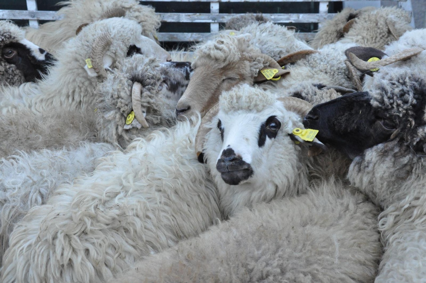 Gümüşhane’de Genç Çiftçilere küçükbaş hayvanları dağıtıldı 4