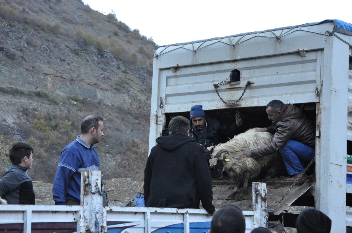 Gümüşhane’de Genç Çiftçilere küçükbaş hayvanları dağıtıldı 10