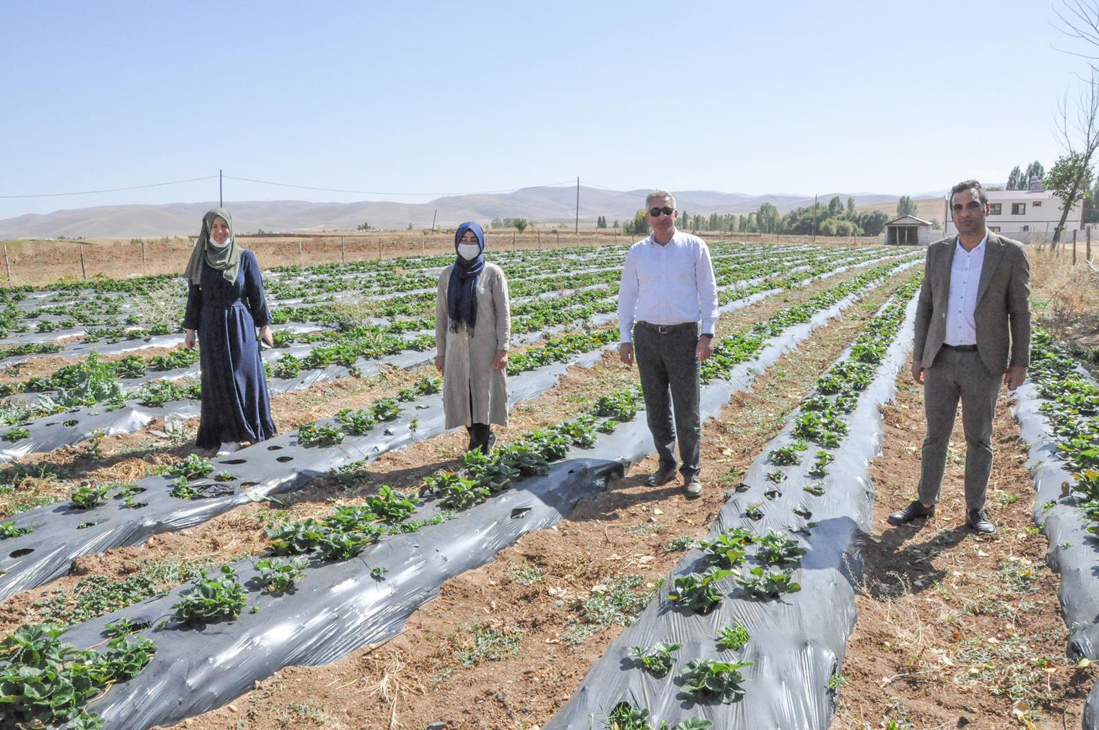 Gümüşhaneli üretici Çilek’ten 3 milyon lira kazandı 3