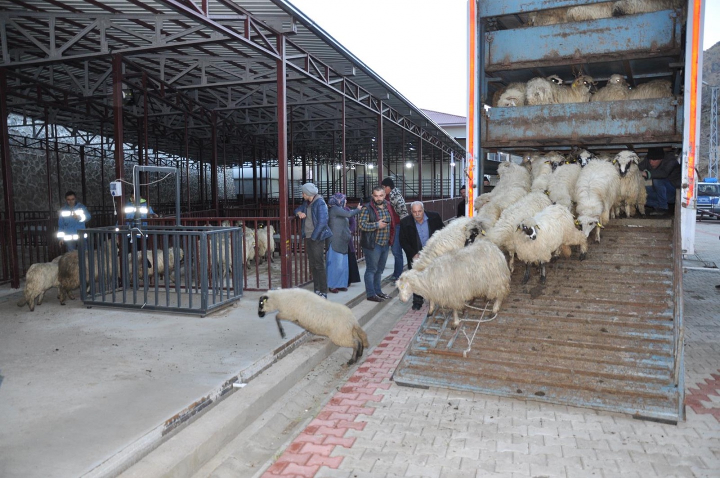 Gümüşhane’de Genç Çiftçilere küçükbaş hayvanları dağıtıldı 5
