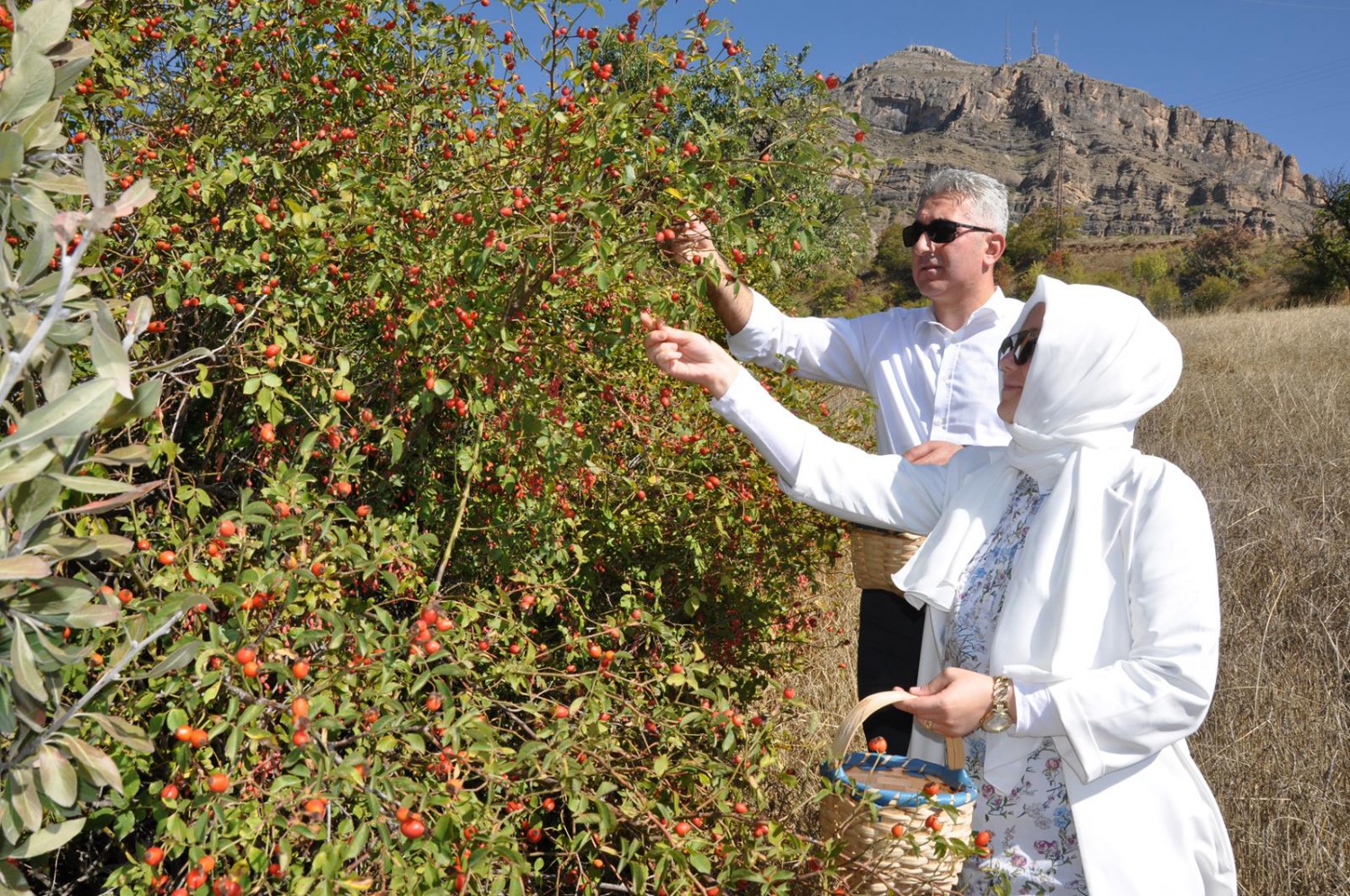 Dağlardan gelen şifa kaynağı: Kuşburnu 15