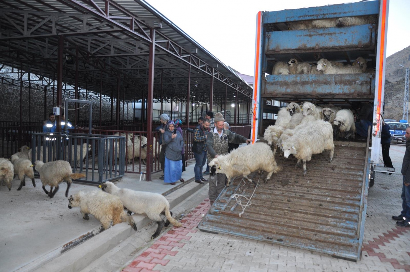 Gümüşhane’de Genç Çiftçilere küçükbaş hayvanları dağıtıldı 19