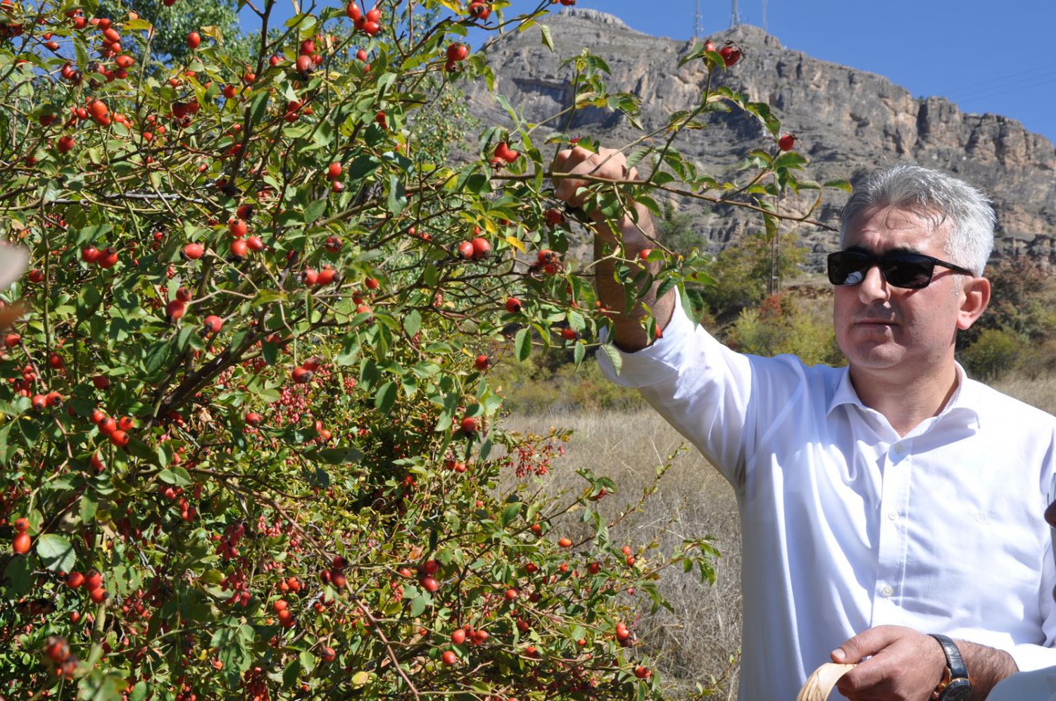 Dağlardan gelen şifa kaynağı: Kuşburnu 21