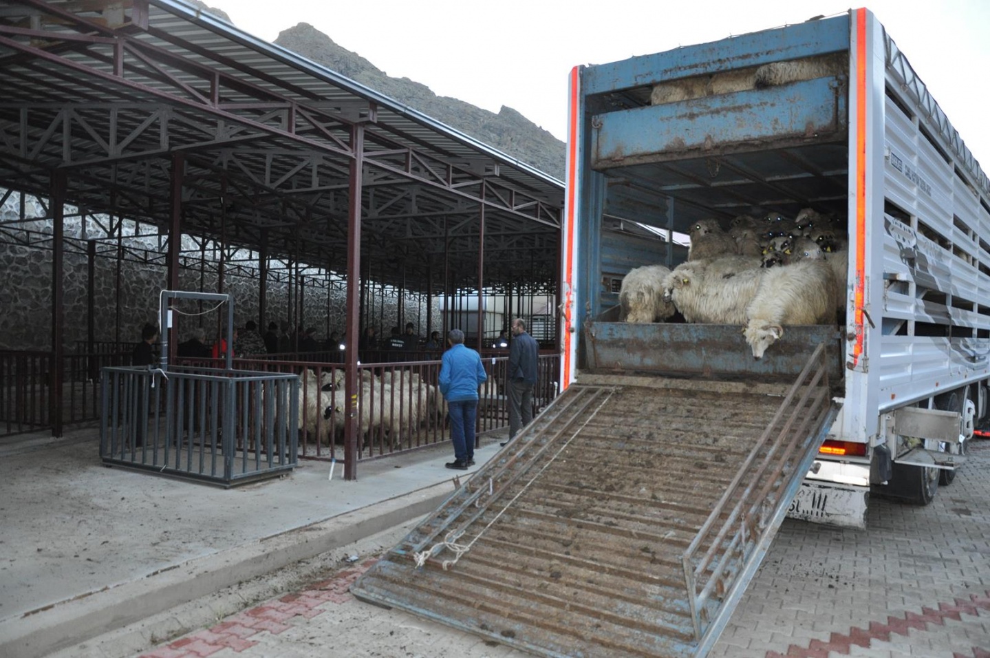 Gümüşhane’de Genç Çiftçilere küçükbaş hayvanları dağıtıldı 9