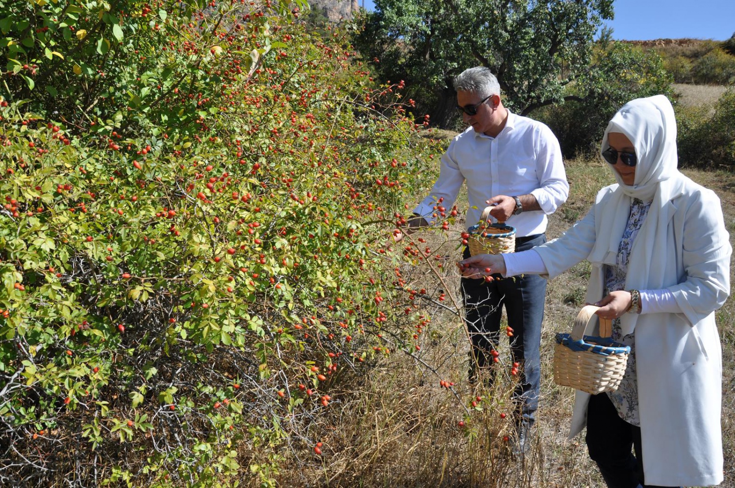 Dağlardan gelen şifa kaynağı: Kuşburnu 4