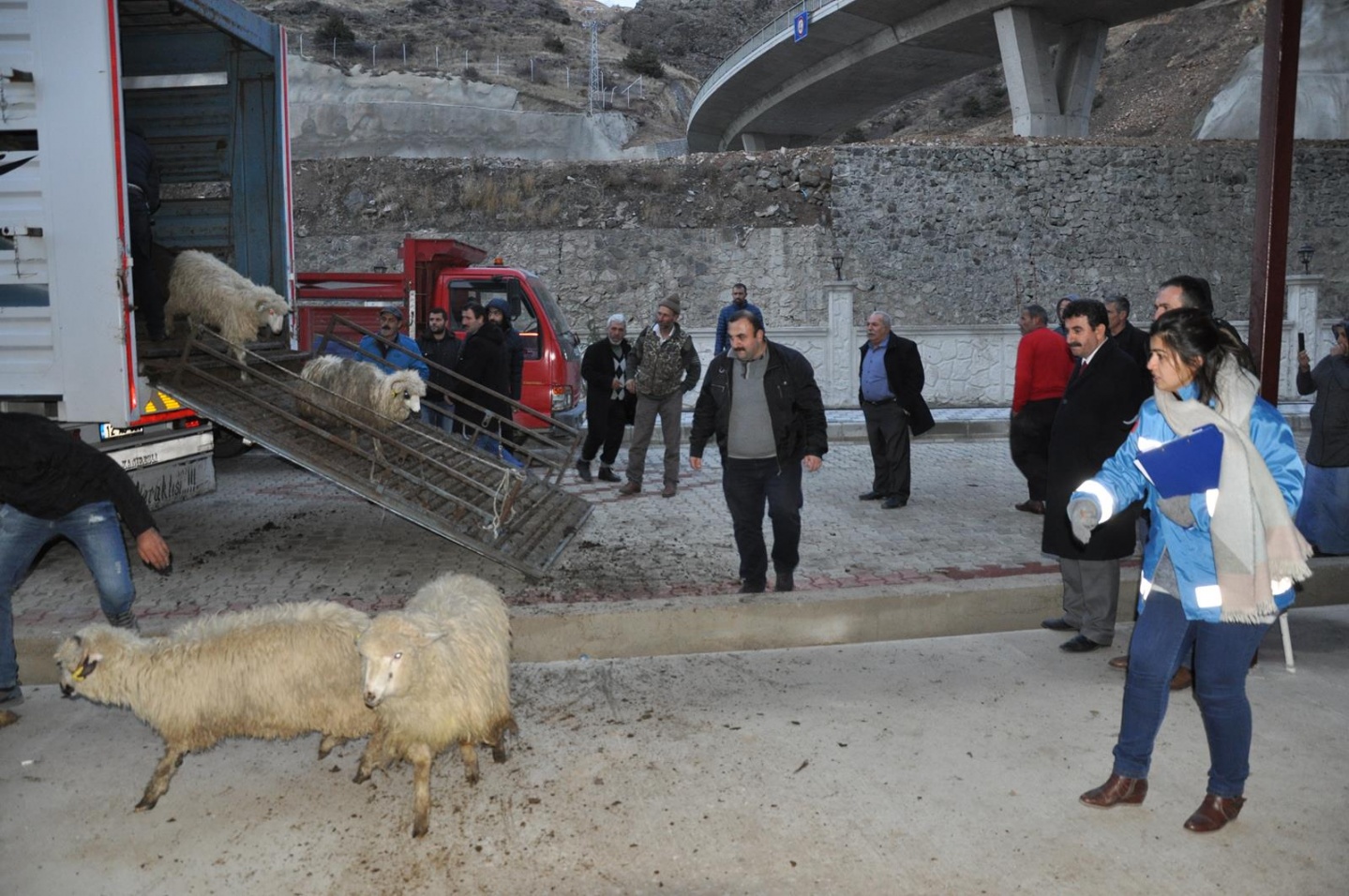 Gümüşhane’de Genç Çiftçilere küçükbaş hayvanları dağıtıldı 12