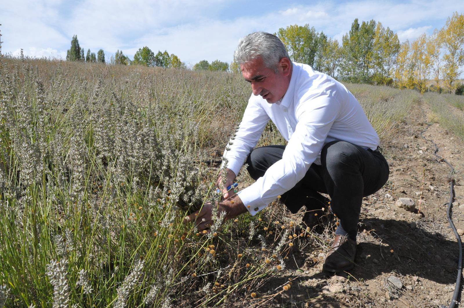 Lavanta Gümüşhane’de üreticinin gelir kapısı oldu 6