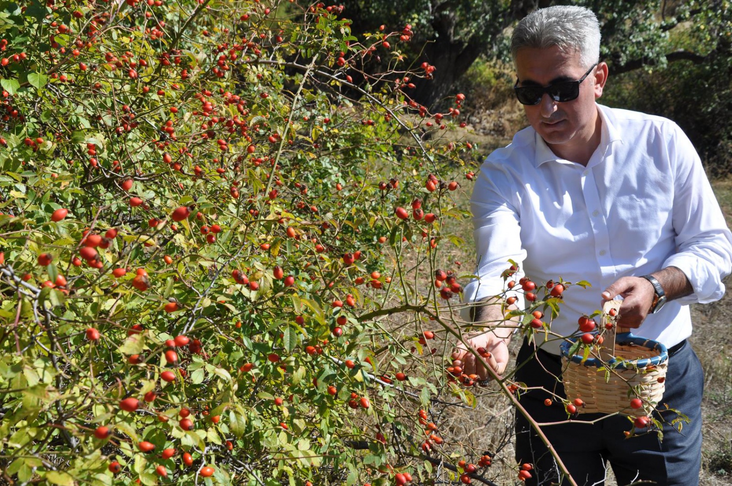 Dağlardan gelen şifa kaynağı: Kuşburnu 2