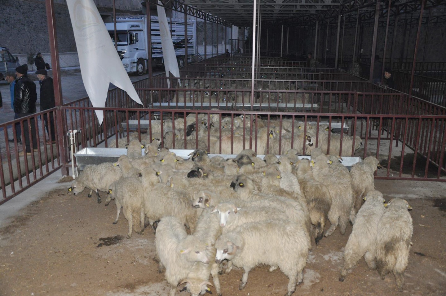 Gümüşhane’de Genç Çiftçilere küçükbaş hayvanları dağıtıldı 14