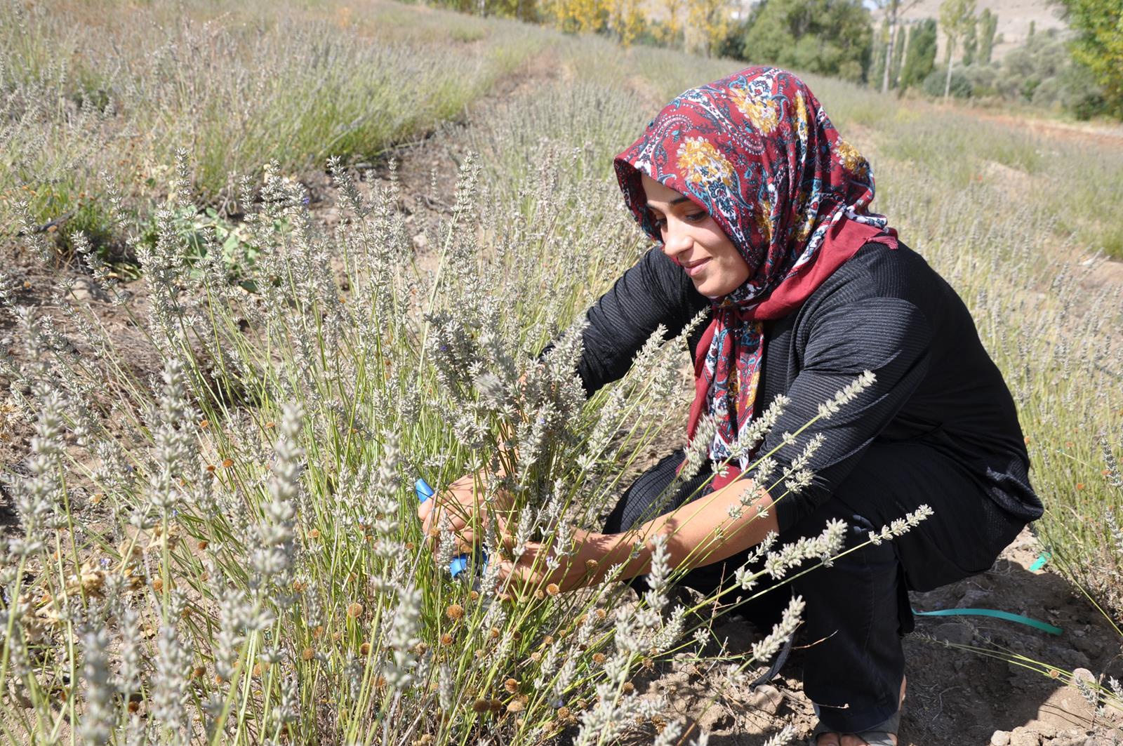 Lavanta Gümüşhane’de üreticinin gelir kapısı oldu 3