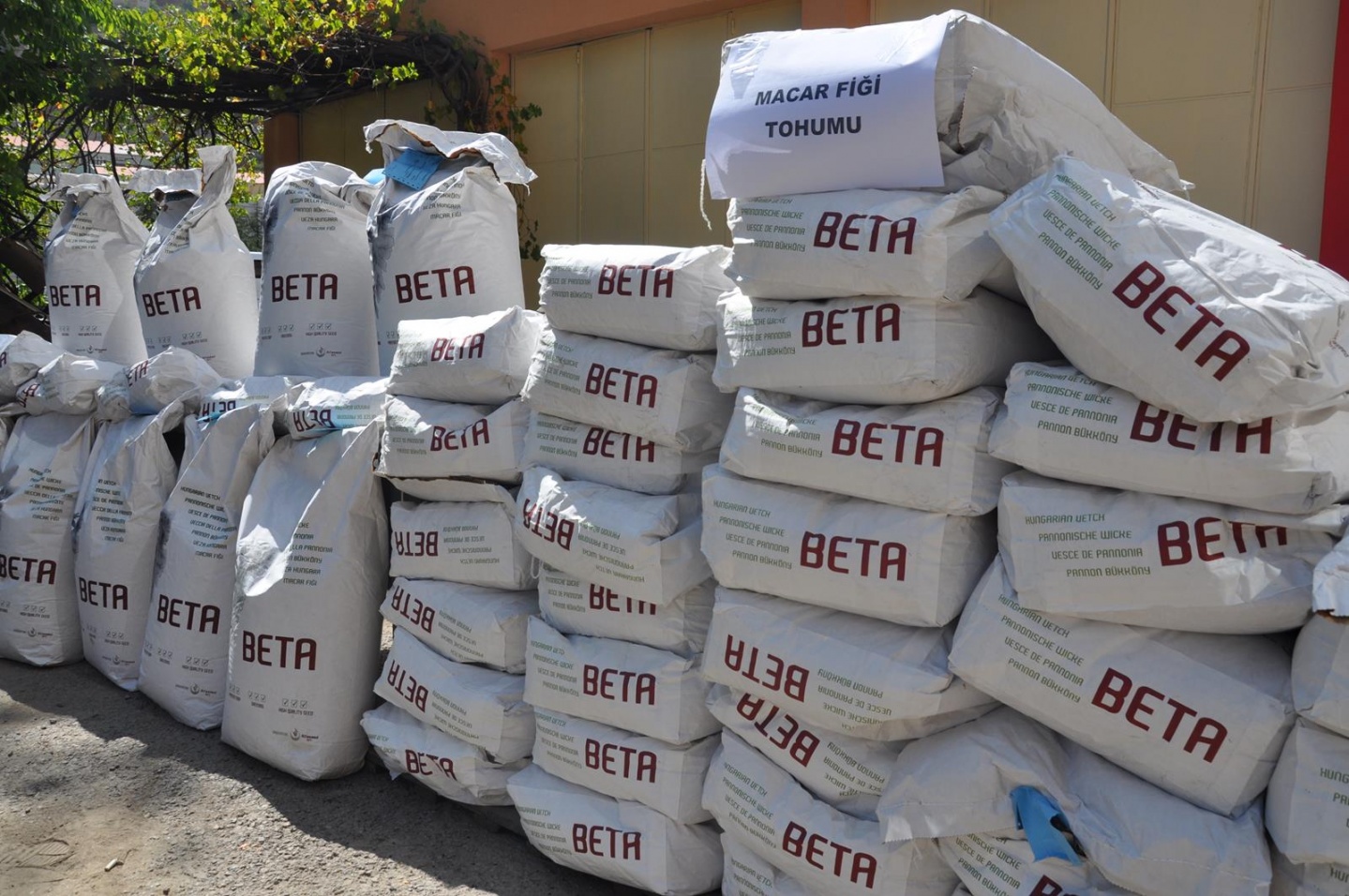 Gümüşhane’de üreticilere yem bitkisi tohumu desteği 5