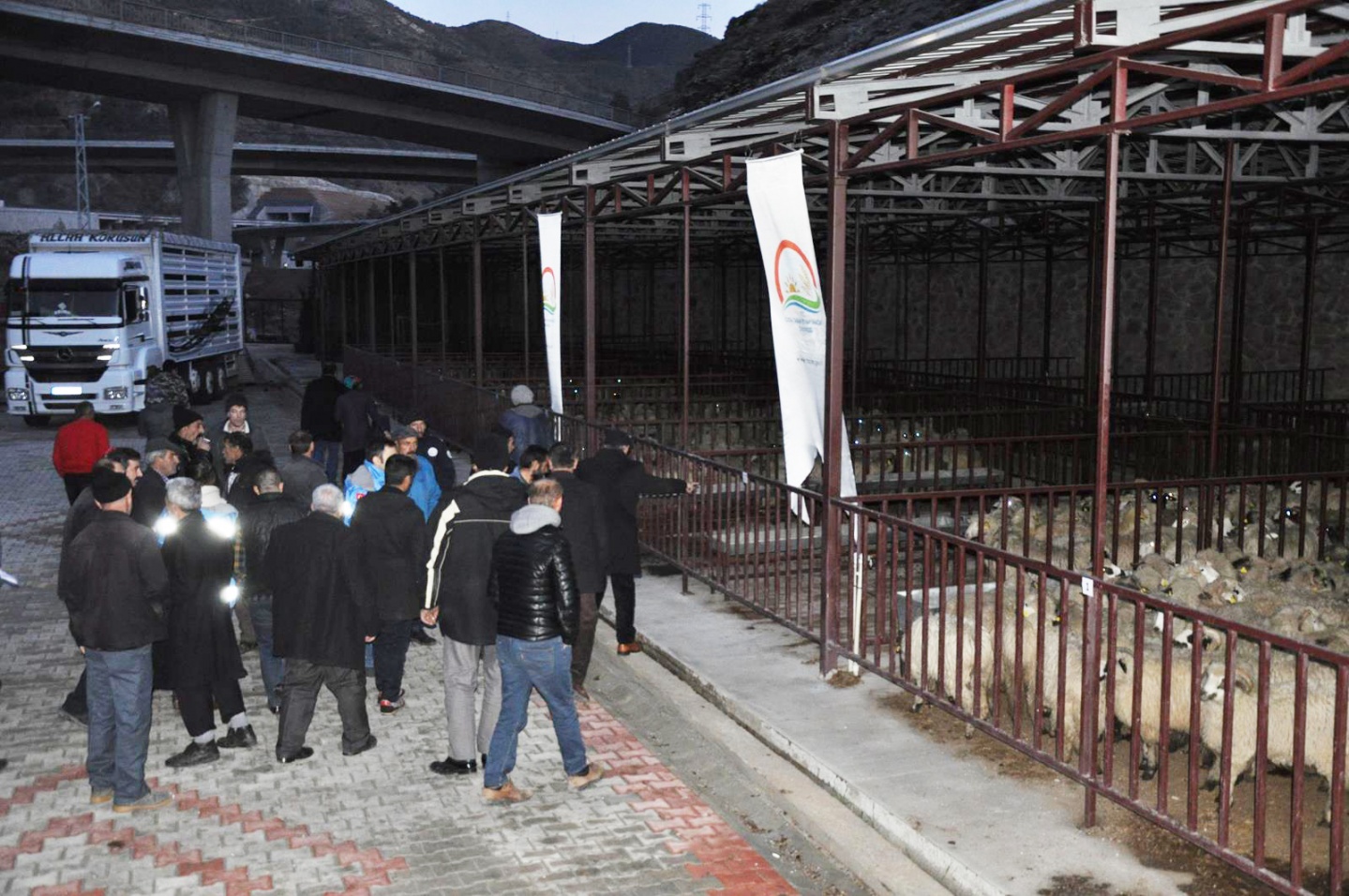 Gümüşhane’de Genç Çiftçilere küçükbaş hayvanları dağıtıldı 13