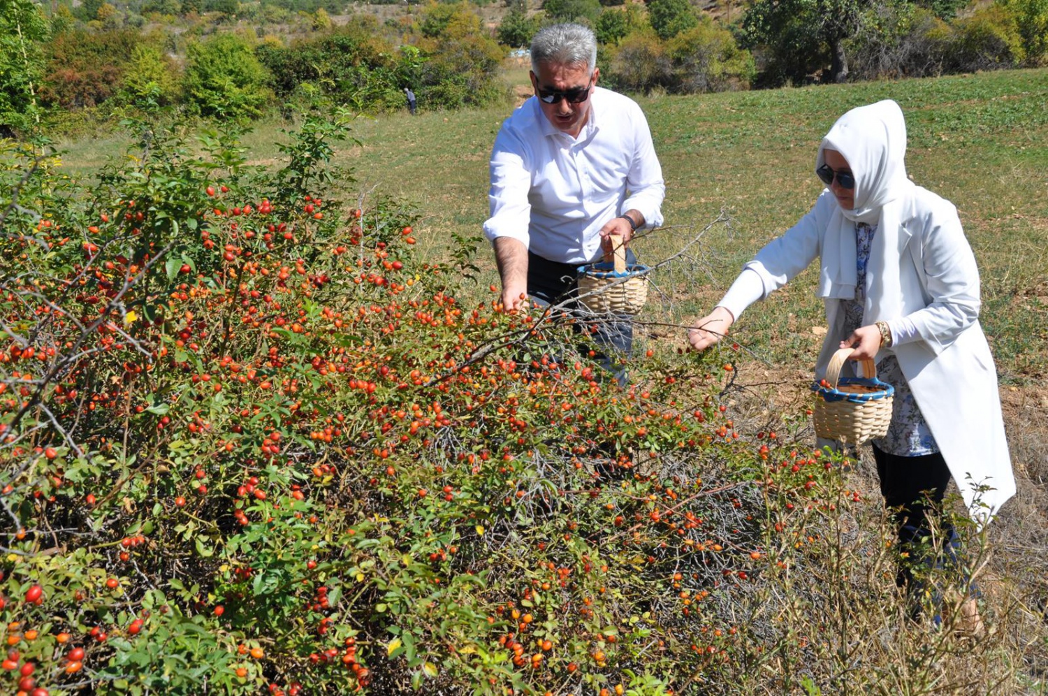 Dağlardan gelen şifa kaynağı: Kuşburnu 8