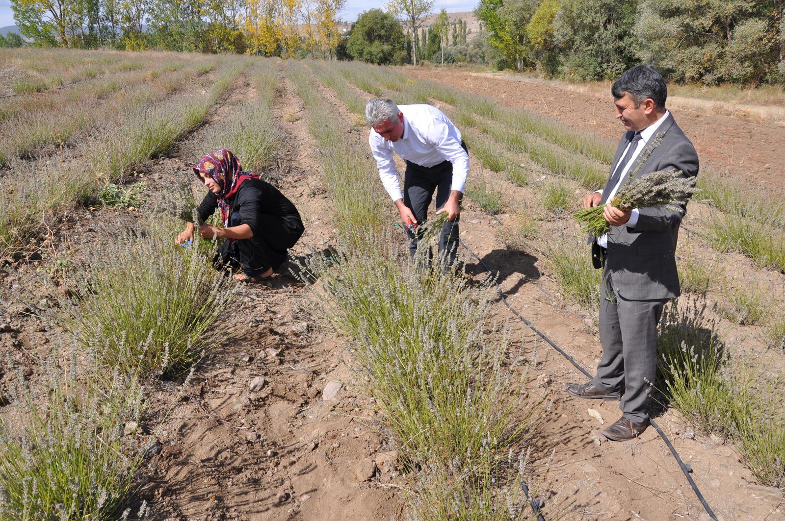 Lavanta Gümüşhane’de üreticinin gelir kapısı oldu 4
