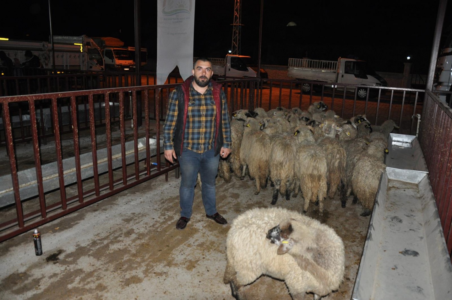Gümüşhane’de Genç Çiftçilere küçükbaş hayvanları dağıtıldı 16