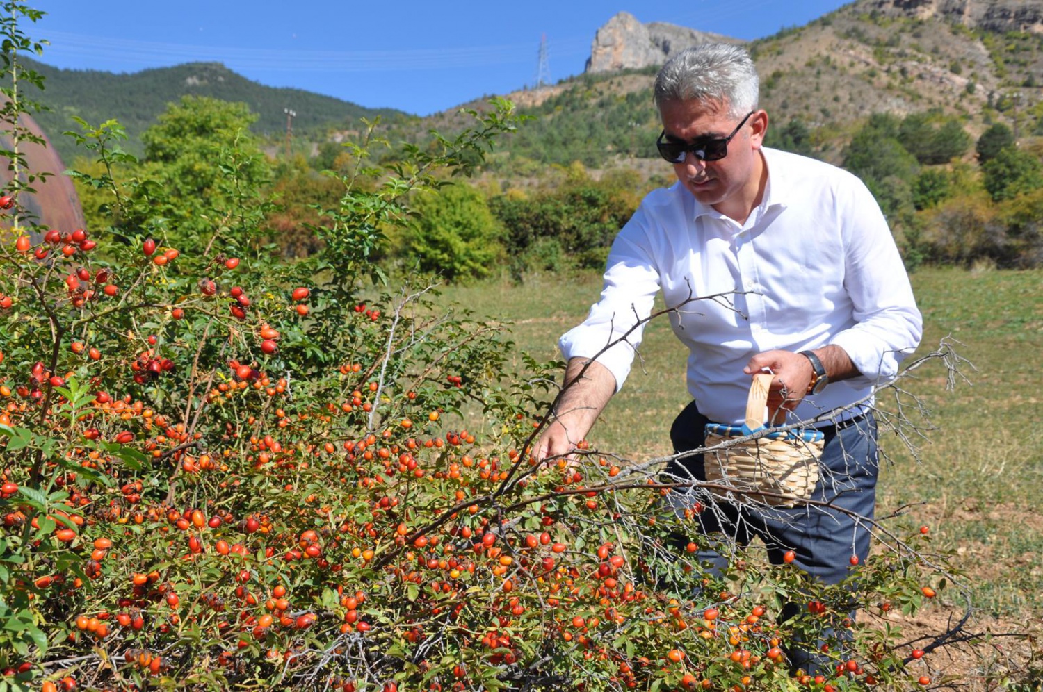 Dağlardan gelen şifa kaynağı: Kuşburnu 10