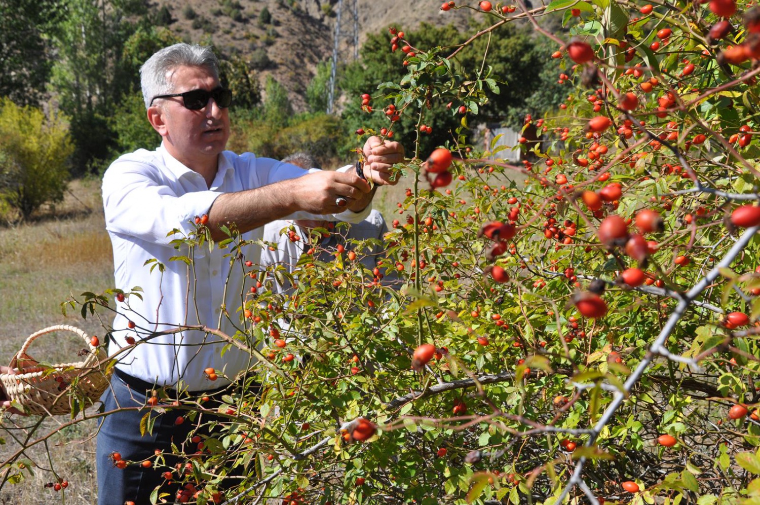 Dağlardan gelen şifa kaynağı: Kuşburnu 5