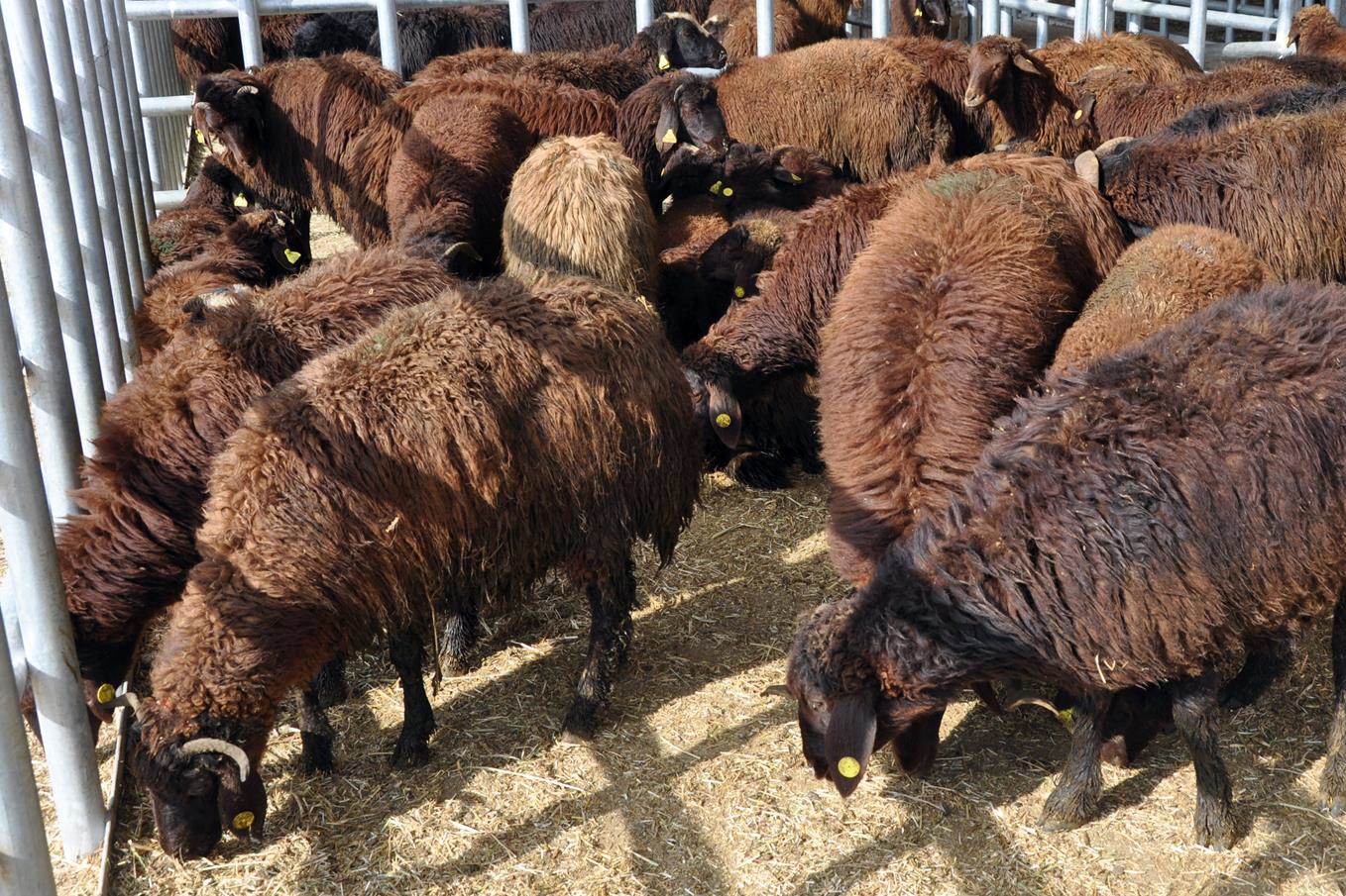 Kelkit ve Şiran’da ki genç çiftçilerin koyunları dağıtıldı 1