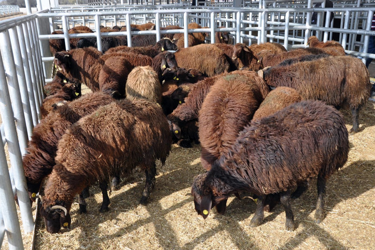 Kelkit ve Şiran’da ki genç çiftçilerin koyunları dağıtıldı 6