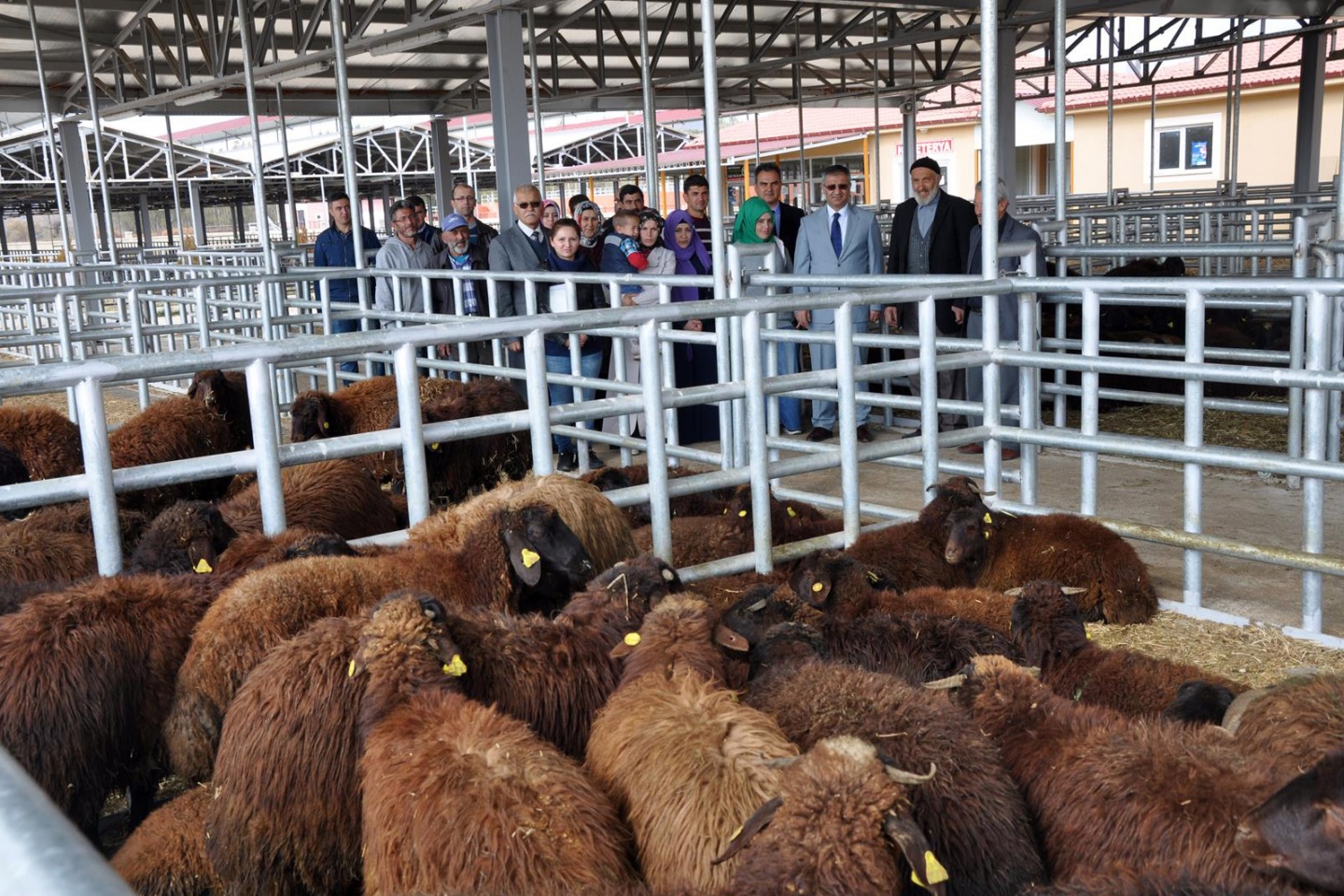 Kelkit ve Şiran’da ki genç çiftçilerin koyunları dağıtıldı 4