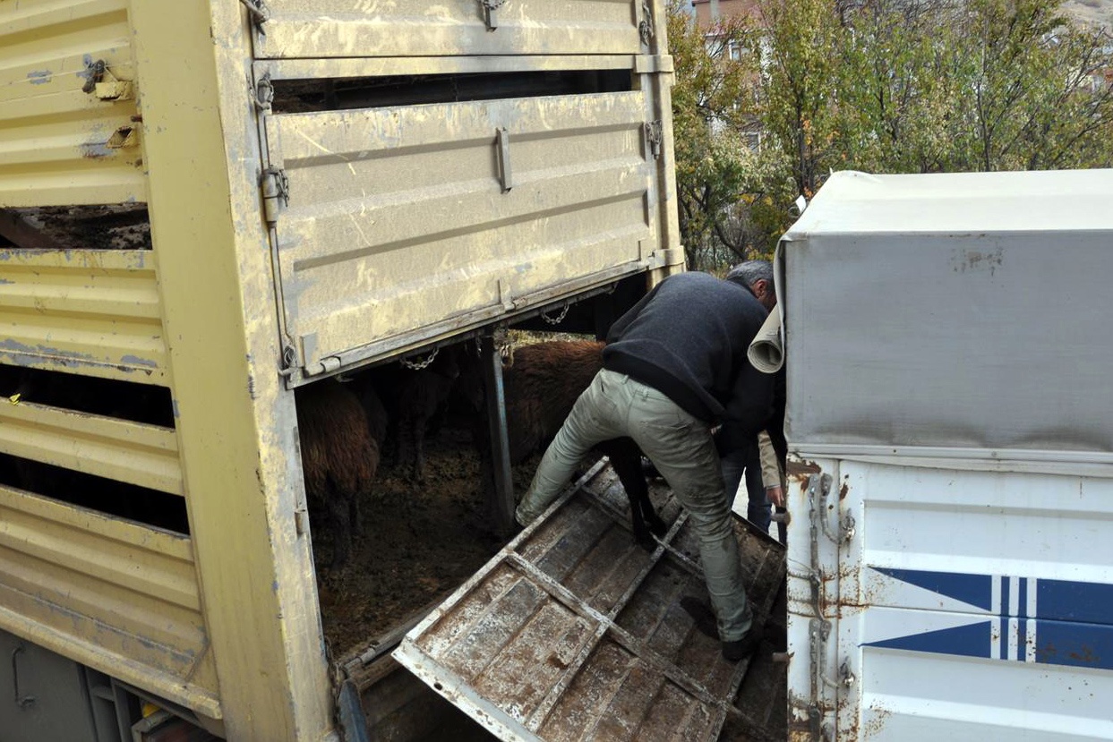 Kelkit ve Şiran’da ki genç çiftçilerin koyunları dağıtıldı 2