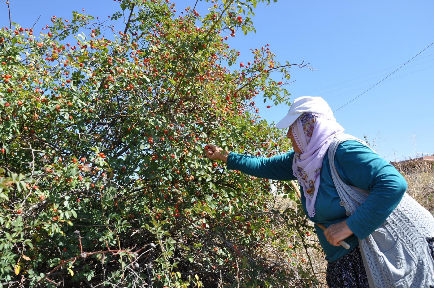 Dağlardan gelen şifa kaynağı: Kuşburnu 6