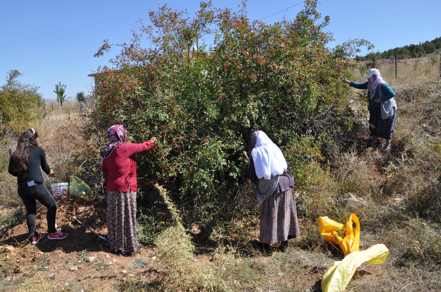 Dağlardan gelen şifa kaynağı: Kuşburnu 18