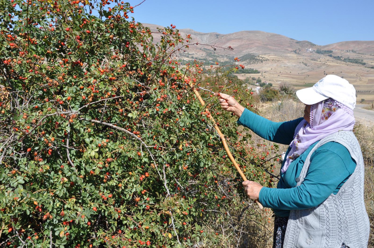 Dağlardan gelen şifa kaynağı: Kuşburnu 9