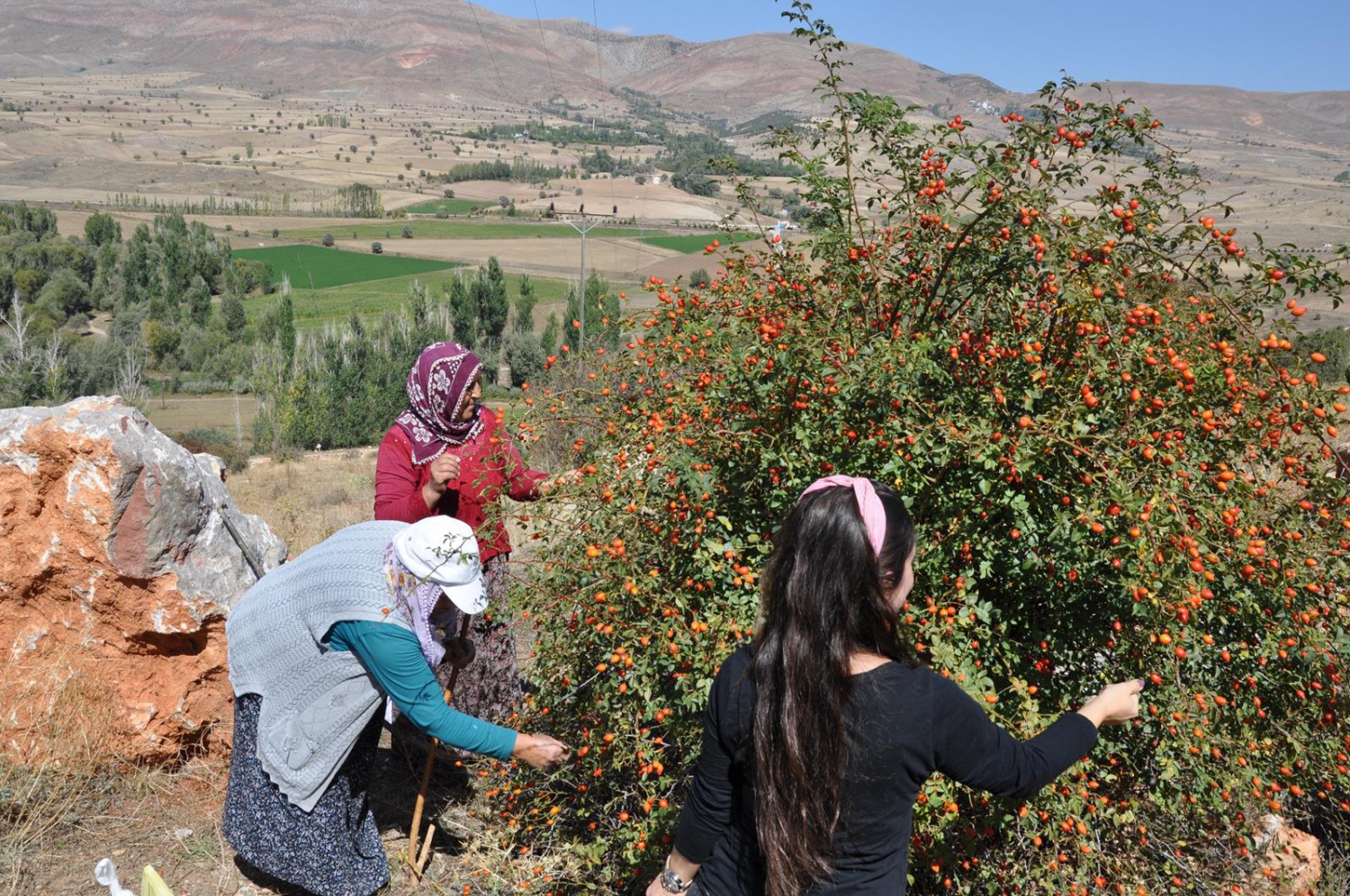 Dağlardan gelen şifa kaynağı: Kuşburnu 20