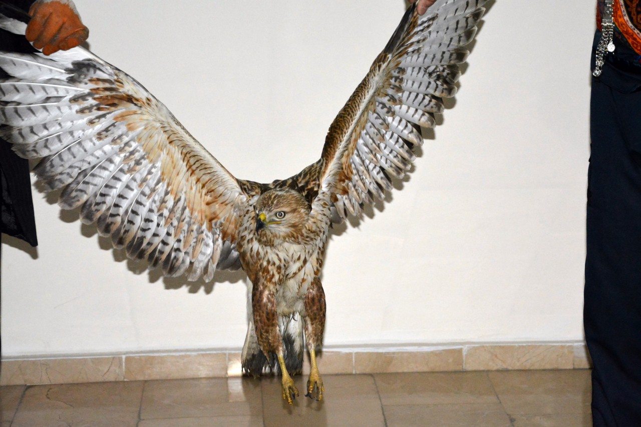 Kelkit’te Yaralı Kızıl Doğan Bulundu 1