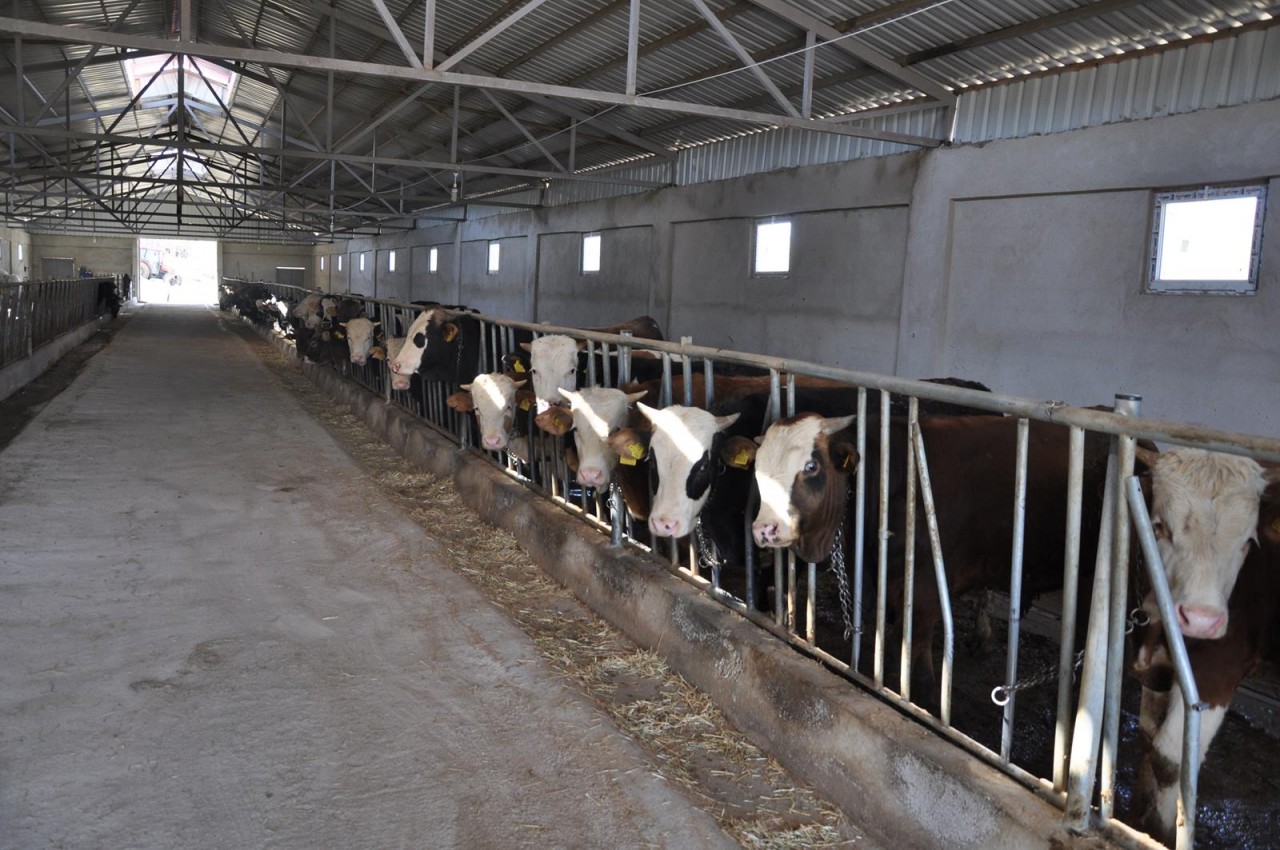 Kelkit’te damızlık sığır işletmesi açıldı 2