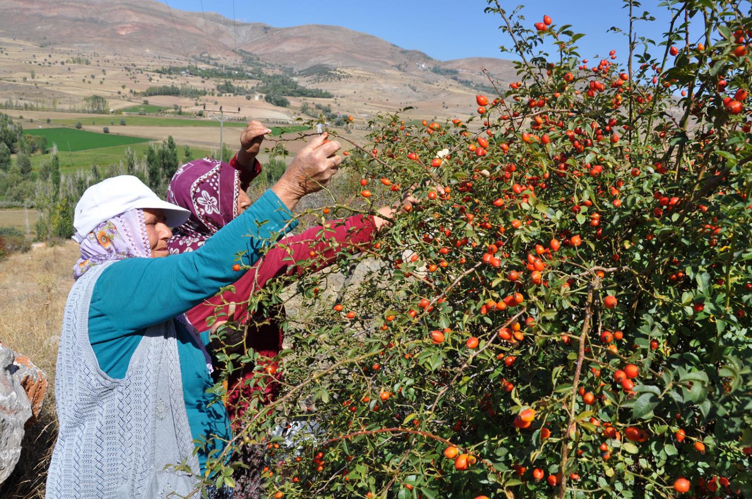 Dağlardan gelen şifa kaynağı: Kuşburnu 19