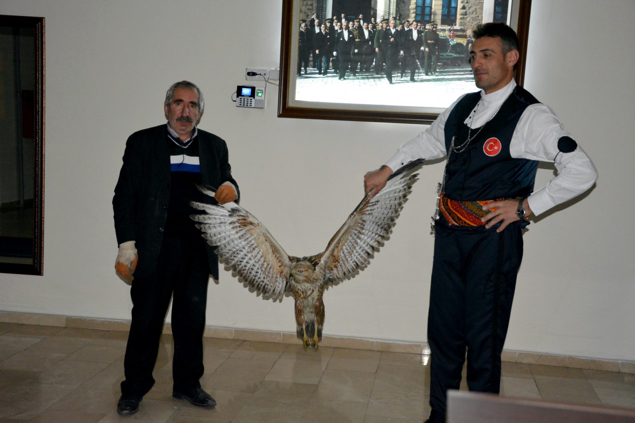 Kelkit’te Yaralı Kızıl Doğan Bulundu 2