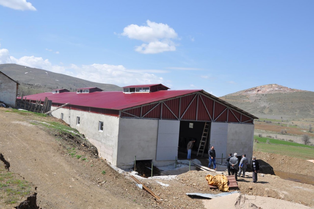 Kelkit’te damızlık sığır işletmesi açıldı 3