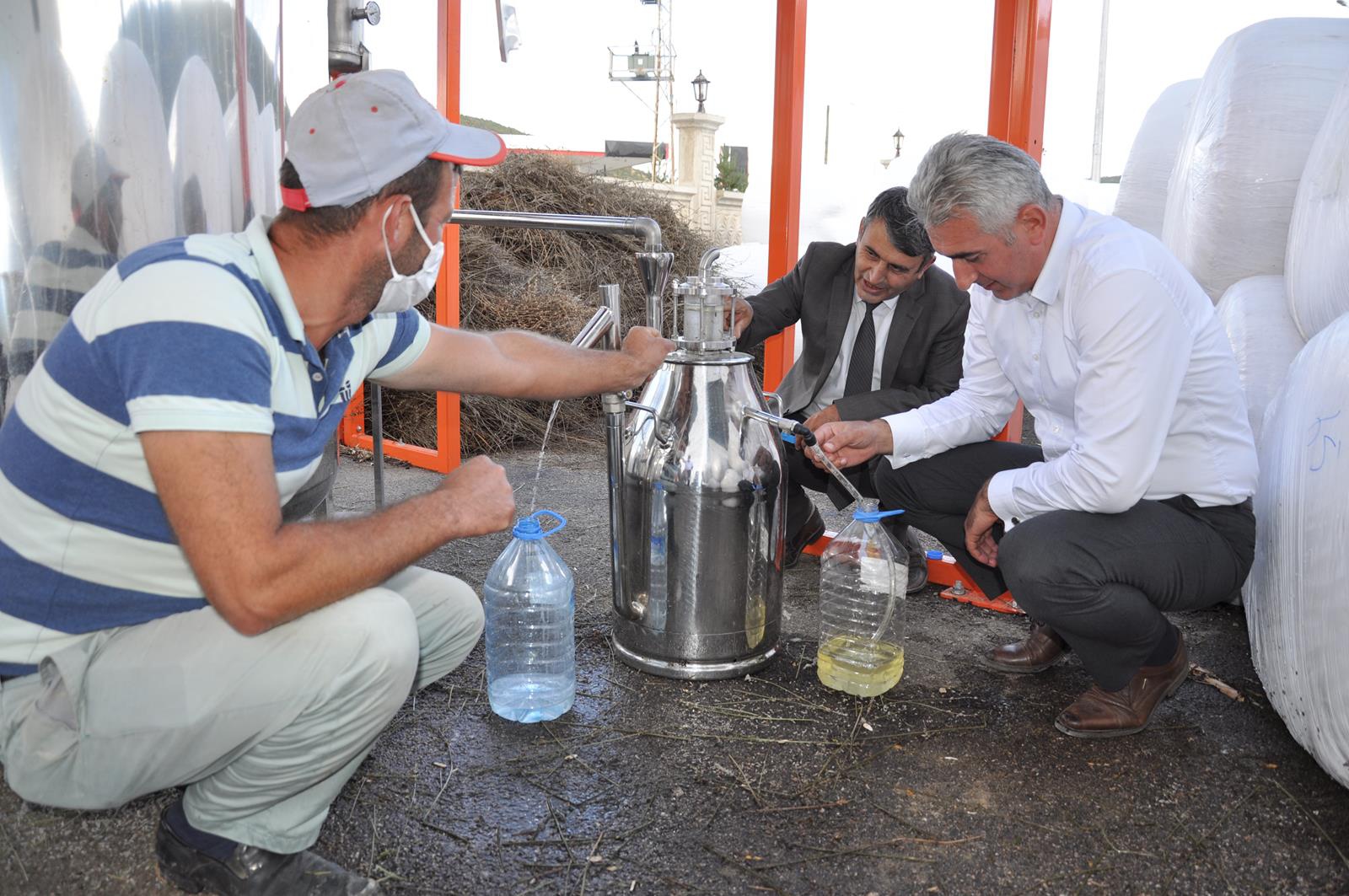 Lavanta Gümüşhane’de üreticinin gelir kapısı oldu 2