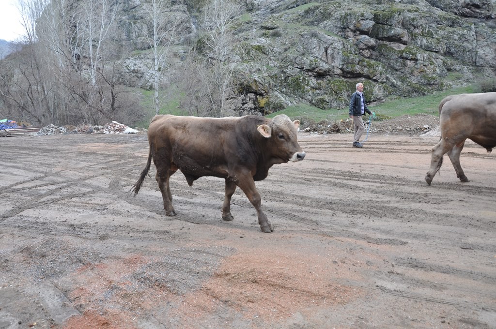 Gümüşhane’de 20 Yetiştiriciye Damızlık Boğa Dağıtıldı 3