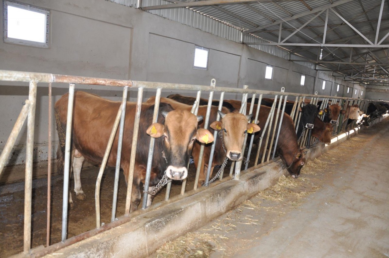 Kelkit’te damızlık sığır işletmesi açıldı 4